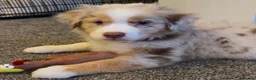Miniature American Shepherd dogs for sale: 1 x Red Merle Mini American Shepherd Puppy - Boy - Advert 8