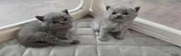 British Shorthair cats for sale: Beautiful blue/ lilac British shorthair kittens  in Peterborough - Advert 9