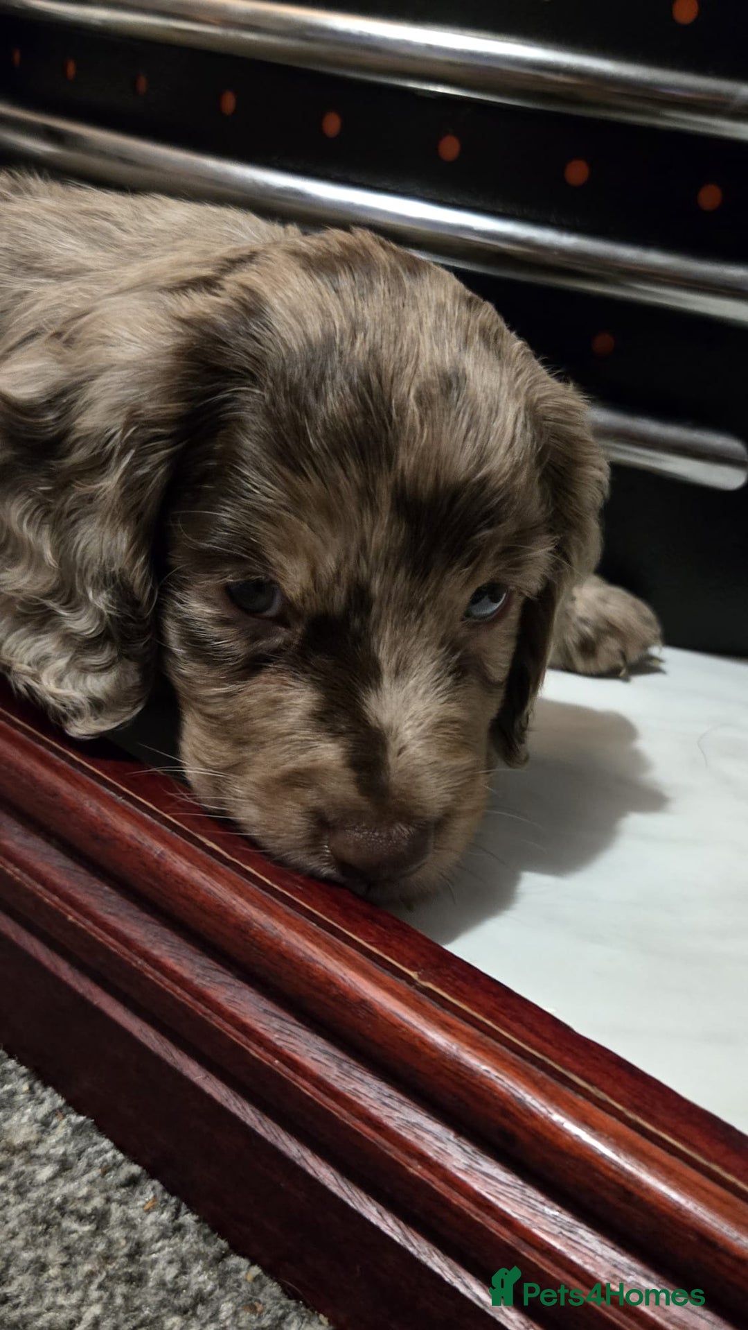 Cocker Spaniel dogs for sale: Male cocker spaniels  - Image 1