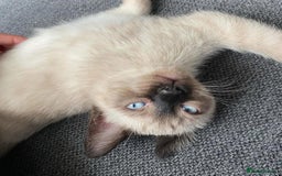 Siamese cats for sale: 🐱 BEAUTIFUL SIAMESE KITTENS - Advert 10