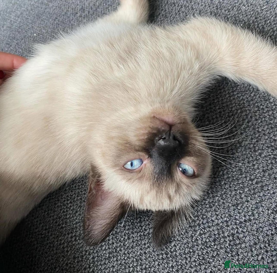 Siamese cats for sale: 🐱 BEAUTIFUL SIAMESE KITTENS - Advert 10