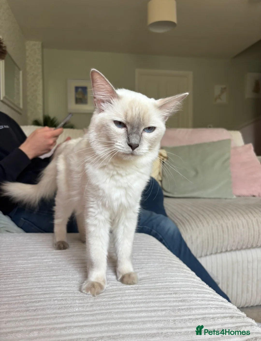 Ragdoll cats for sale: 🌸Athena Lilac Ragdoll Queen 🌸 - Advert 5