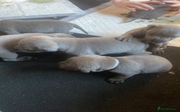 Staffordshire Bull Terrier dogs for sale: Blue staff puppies - Image 2