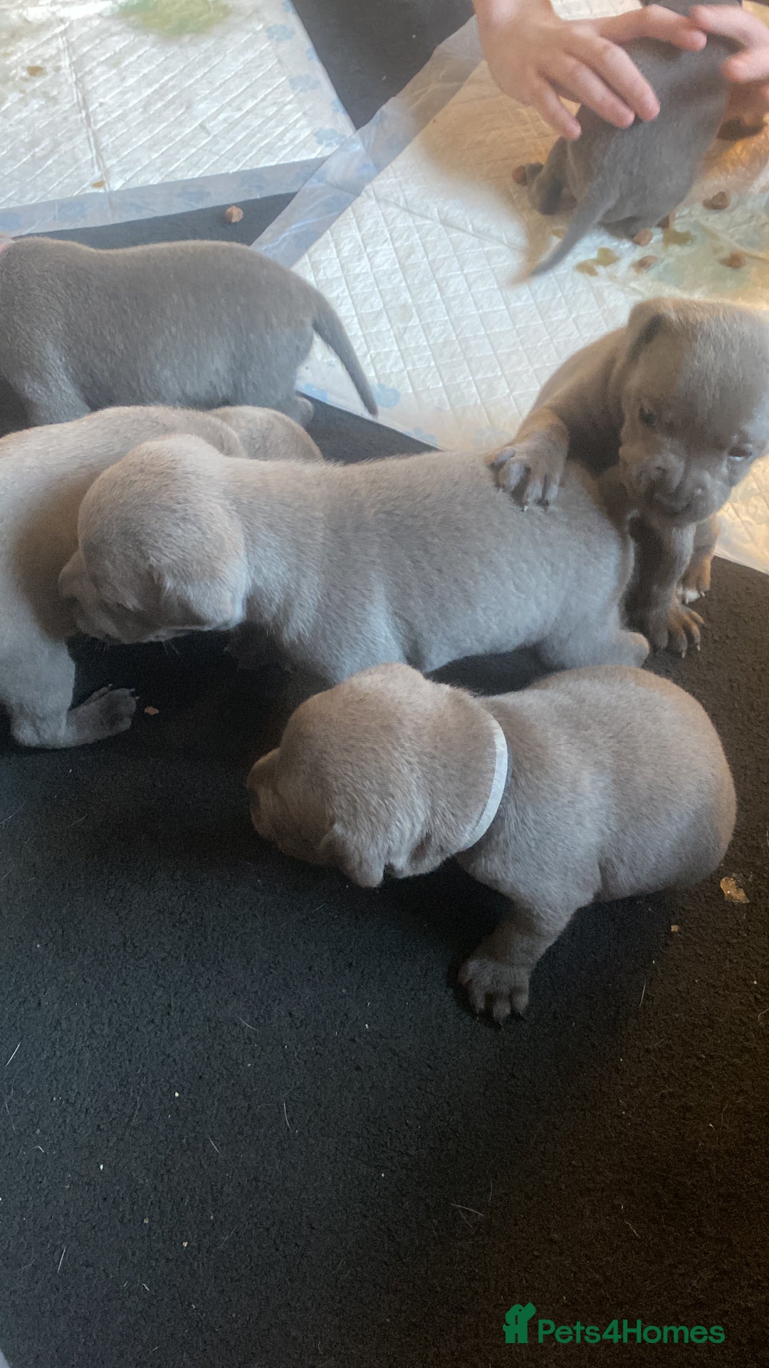 Staffordshire Bull Terrier dogs for sale: Blue staff puppies - Image 2