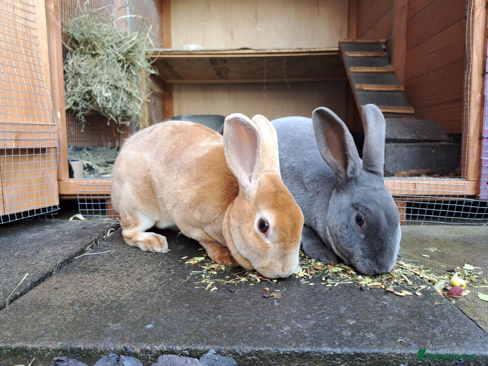Rex rabbits Bonded rex rabbit pair - Advert 1