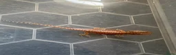 Bearded Dragon reptiles for sale: Friendly baby dragons - Advert 8