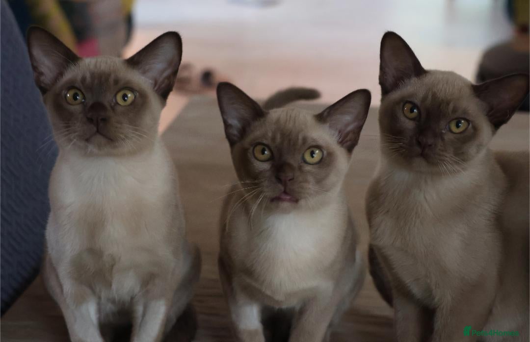 Burmese cats Beautiful playful Burmese kittens  - Advert 2