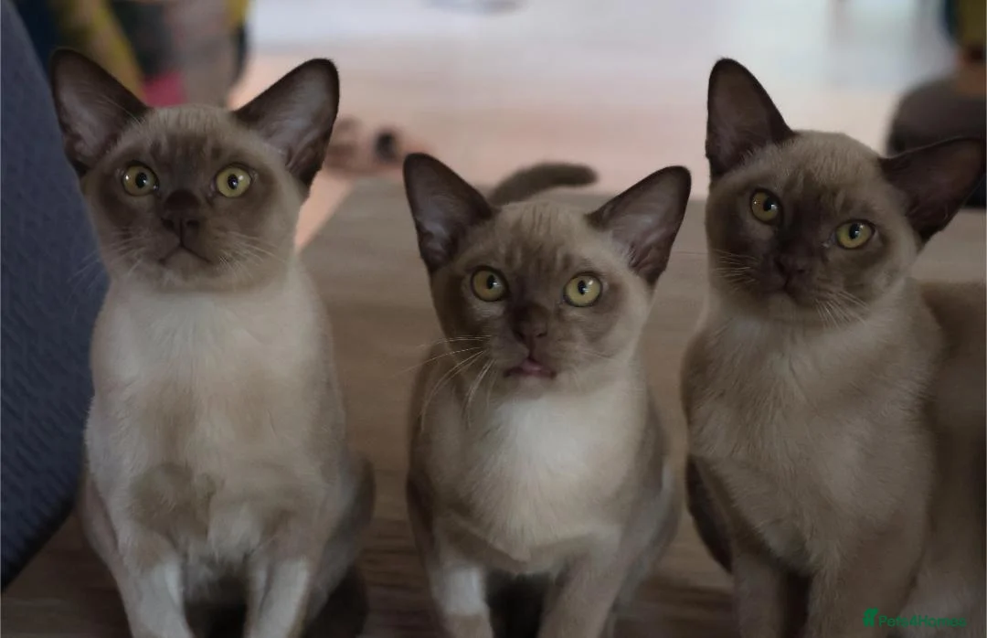 Burmese cats for sale: Beautiful playful Burmese kittens  - Advert 1