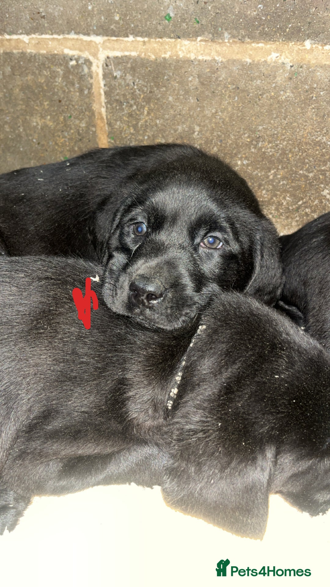 Labrador Retriever dogs for sale: READY NOW.Beautiful black KC registered Labradors  - Advert 21