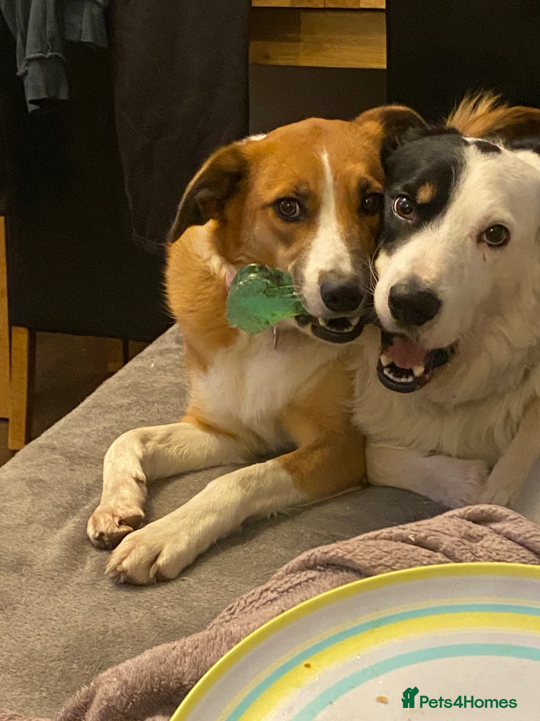 Mixed Breed dogs for sale: Border Collie/Huntaway cross - Advert 3