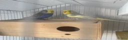 Budgerigars birds for sale: 2 beautiful budgies  in Wirral - Advert 2