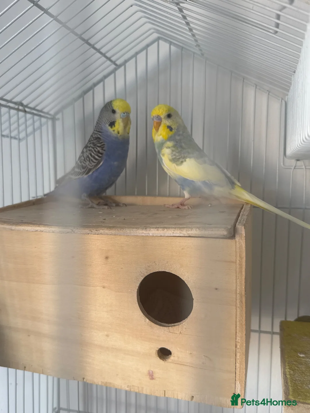 Budgerigars birds for sale: 2 beautiful budgies  in Wirral - Advert 2