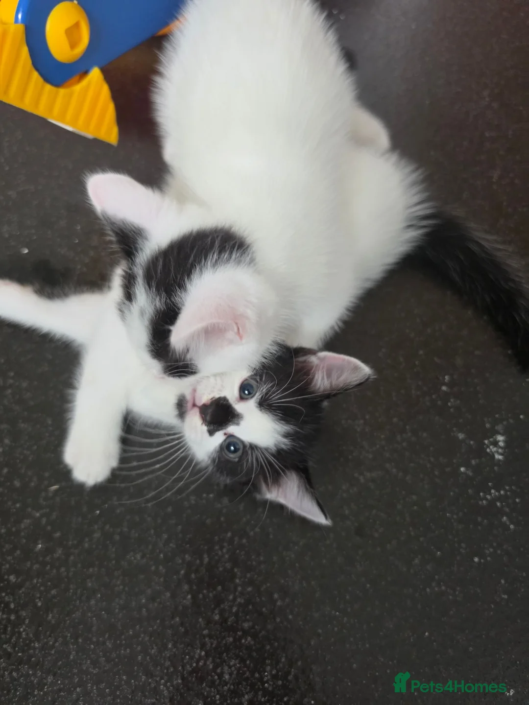 Brazilian Shorthair cats for sale: 4 georgous kittens looking for their forever home - Advert 1