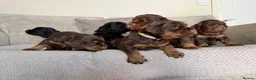 Sprocker dogs for sale: Last beautiful girl choc and tan Sprocker  - Advert 12