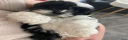 Mixed Breed dogs for sale: Shihpoo - Advert 6