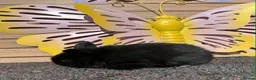 Lionhead rabbits for sale: Pure breed Lionhead  - Advert 21