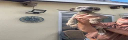 Whippet dogs for sale: Whippet puppies - Advert 5