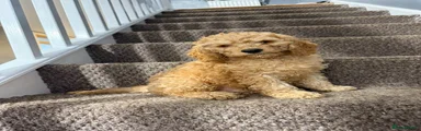 Cockapoo 1