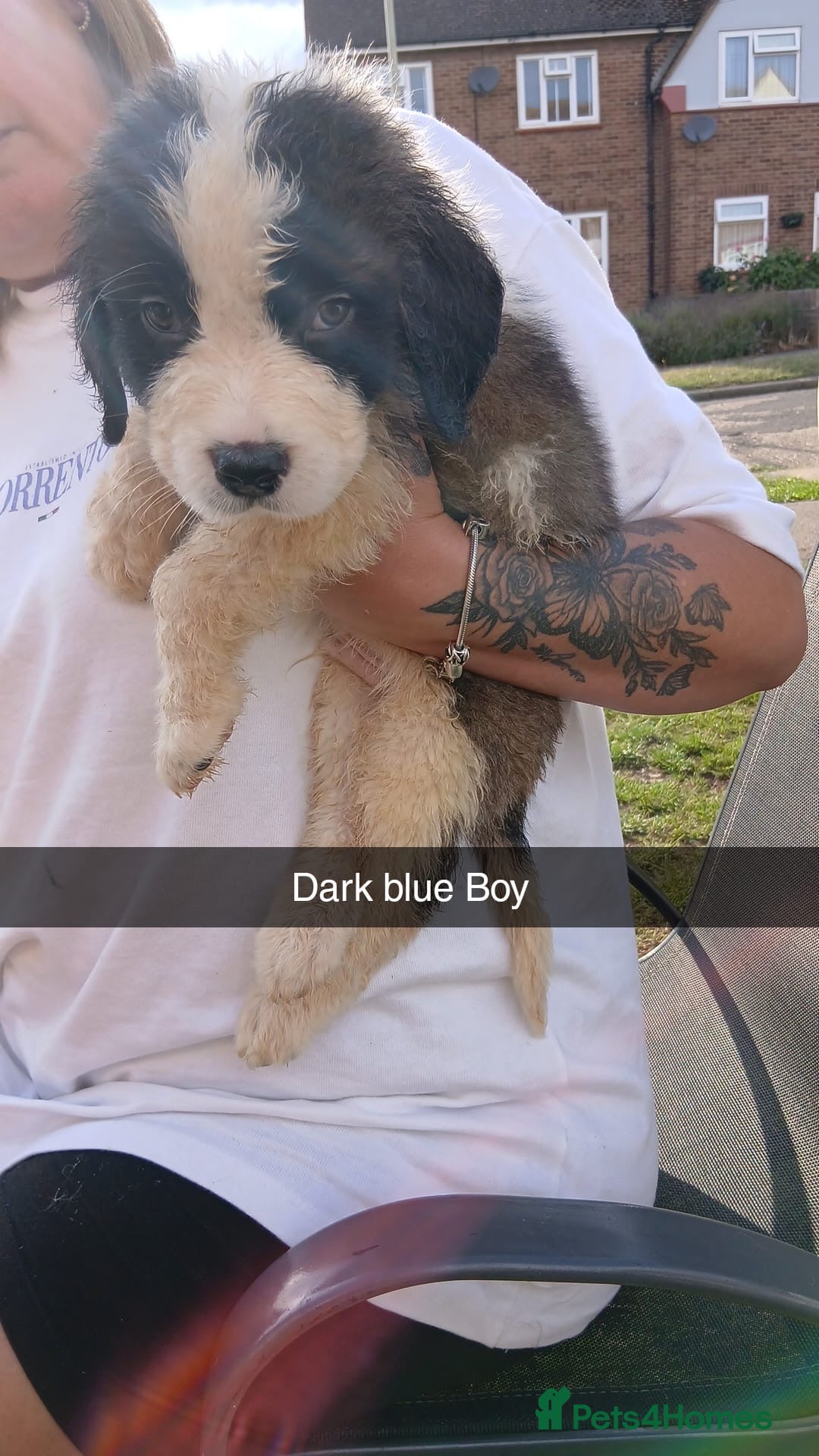 Saint Bernard dogs for sale: Saint Bernard puppies  - Image 18