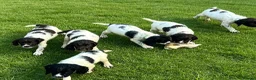 English Springer Spaniel dogs for sale: KC Registered Springer Spaniel Pups - Advert 3