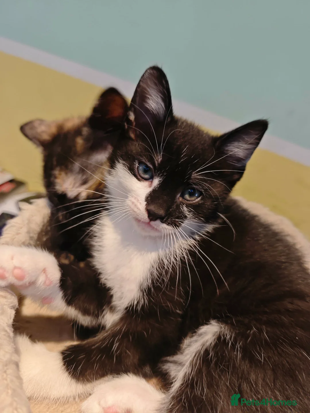 Mixed Breed cats for sale: Mixed breed kittens - Advert 10