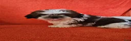 Shih Tzu dogs for sale: Show potential KC registered standard shih tzu boy - Advert 4