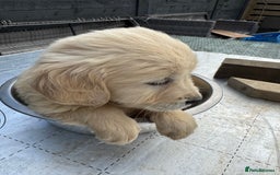 Golden Retriever dogs for sale: Golden Retriever Female puppies  - Image 32