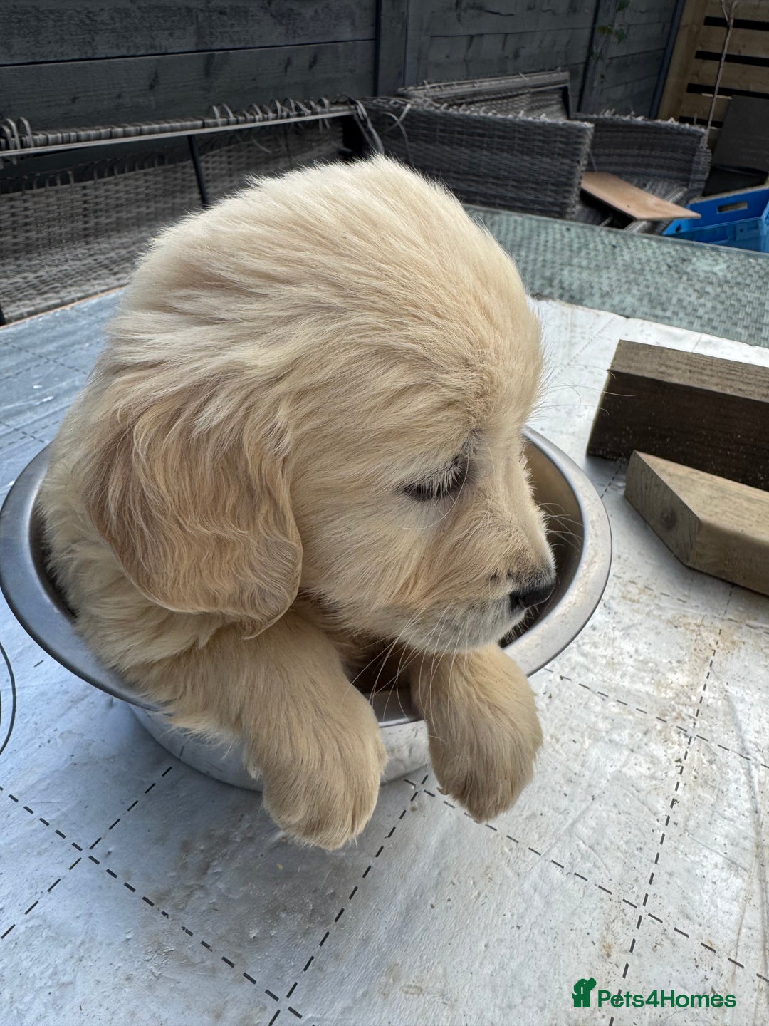 Golden Retriever dogs for sale: Golden Retriever Female puppies  - Image 32