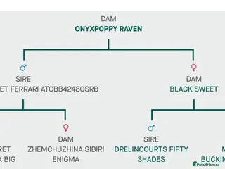 Toy Poodle dogs Beautiful Small Toy – Fantastic Temperament - Advert 9