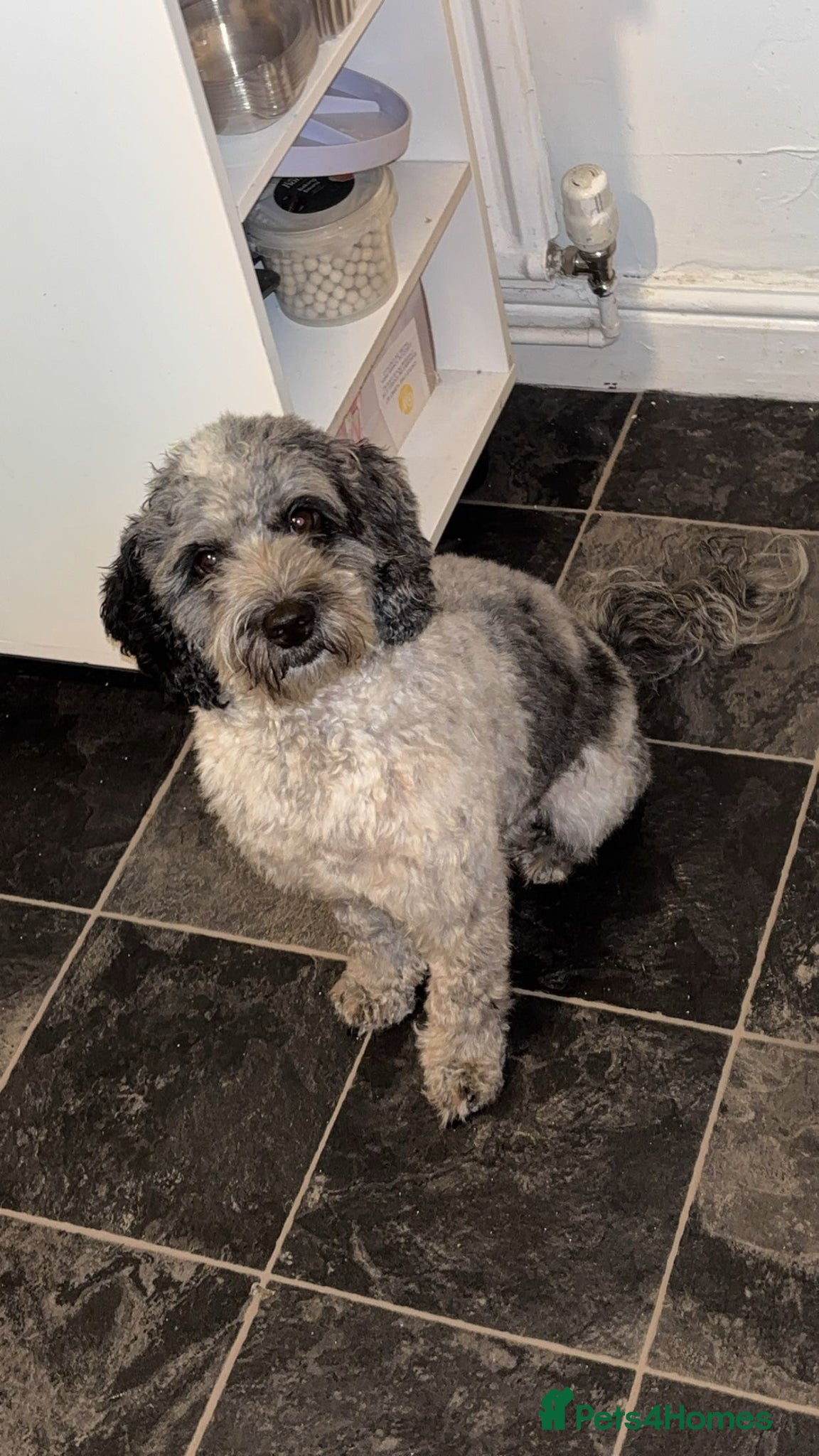 Cockapoo dogs Stunning cockapoos✨ with unique range of colours  - Advert 1