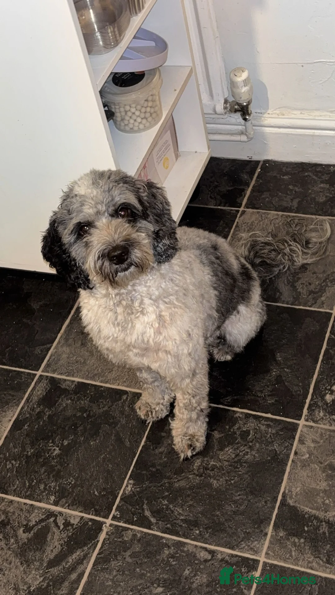 Cockapoo dogs for sale: Stunning cockapoos✨ with unique range of colours  - Advert 1