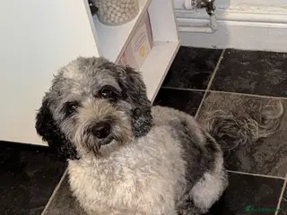 Cockapoo dogs Stunning cockapoos✨ with unique range of colours - Advert 1