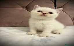 Scottish Fold cats for sale: Selling Adorable Scottish Fold & Straight Kittens - Image 19