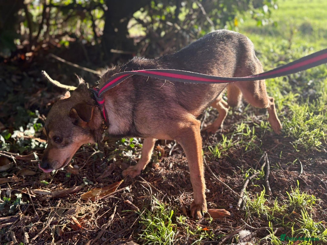 Mixed Breed dogs for adoption: Frannie - Norwich Norfolk  - Advert 9