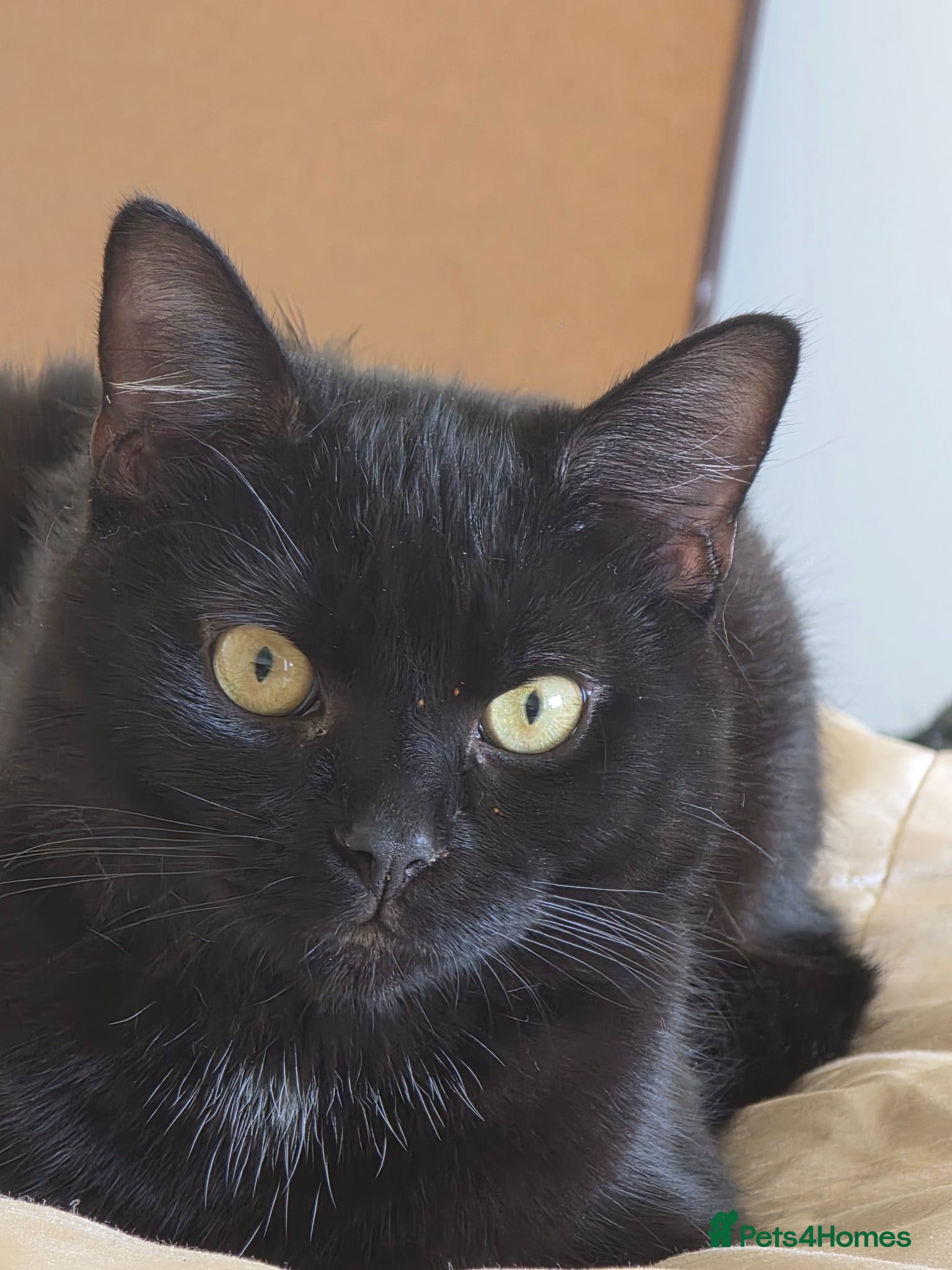 British Shorthair cats 8 month old male kitten - Advert 1