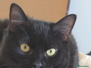 British Shorthair cats 8 month old male kitten - Advert 1