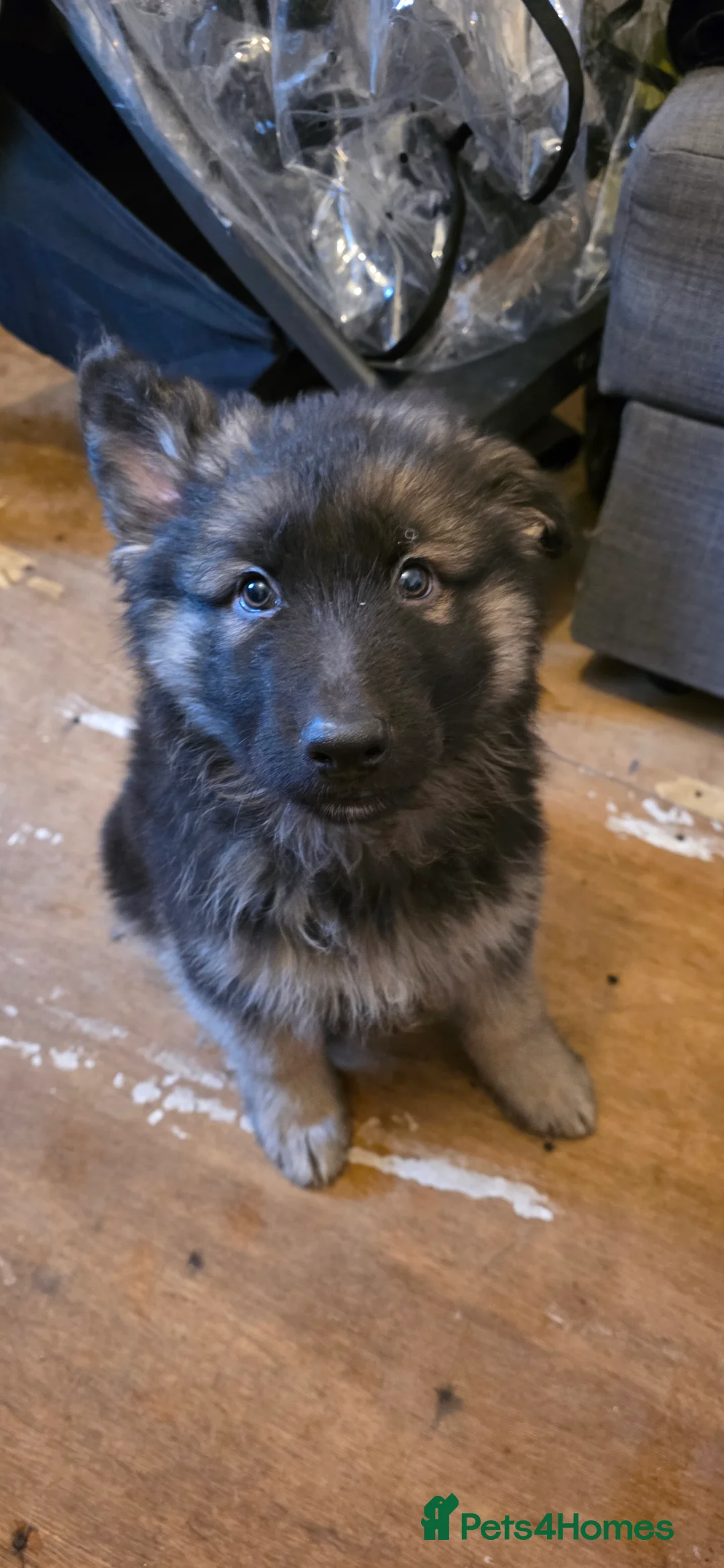 German Shepherd dogs for sale: German shepherd puppies - Advert 2