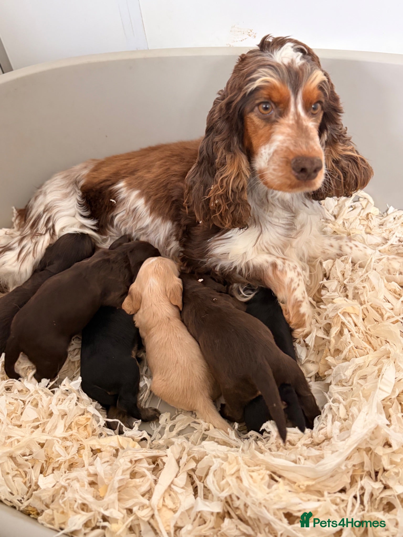 Cocker Spaniel dogs KC Reg cockers (Show type) - Advert 7