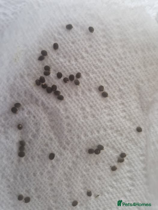 Stick Insects invertebrates £2.50 Indian Stick Insect Eggs - Advert 2