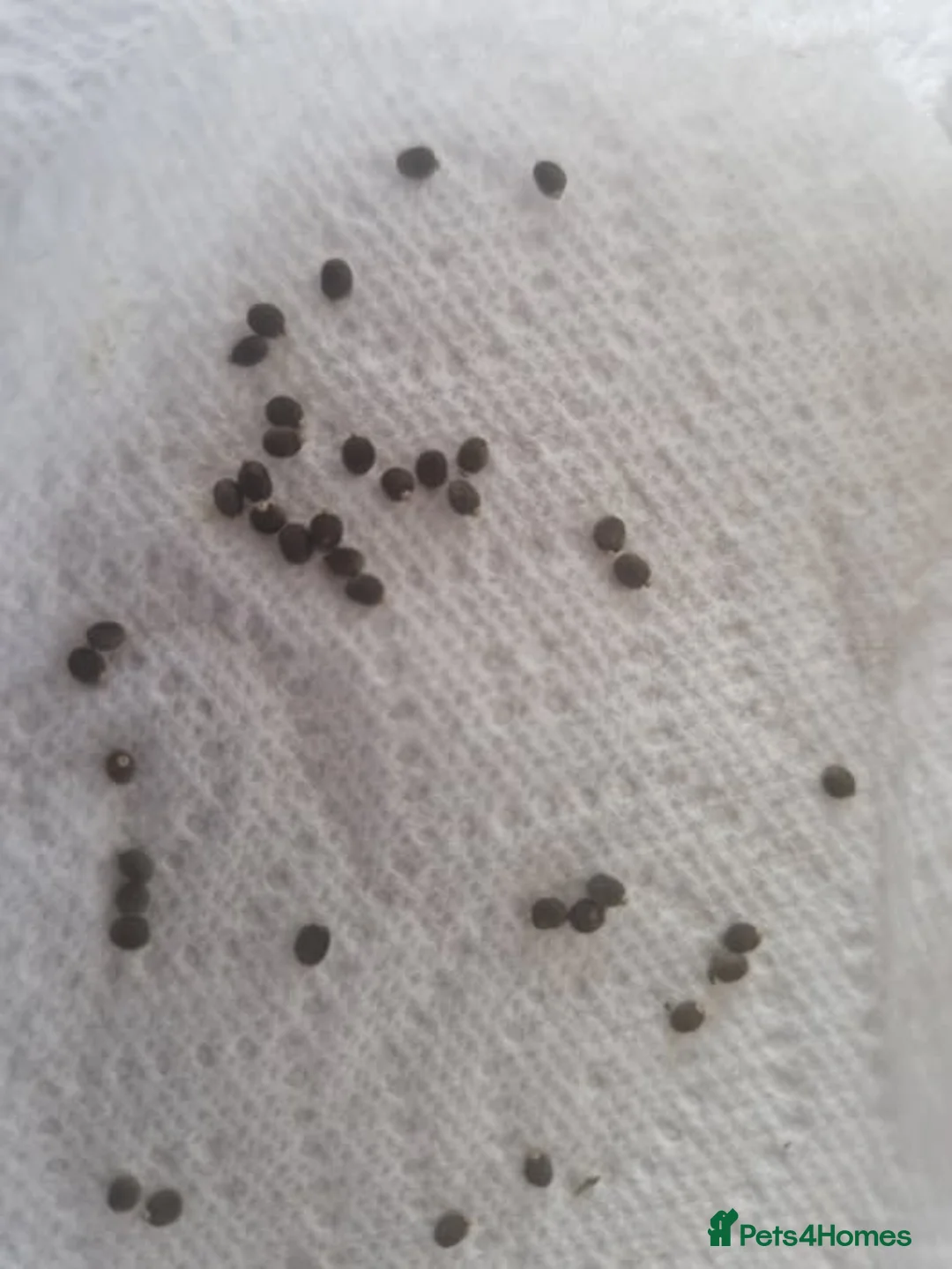 Stick Insects invertebrates for sale: £2.50 Indian Stick Insect Eggs in Mansfield - Advert 1
