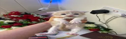 Mixed Breed cats for sale: 6 Adorable Male Kittens – 2 Ginger & 4 Beige - Advert 19