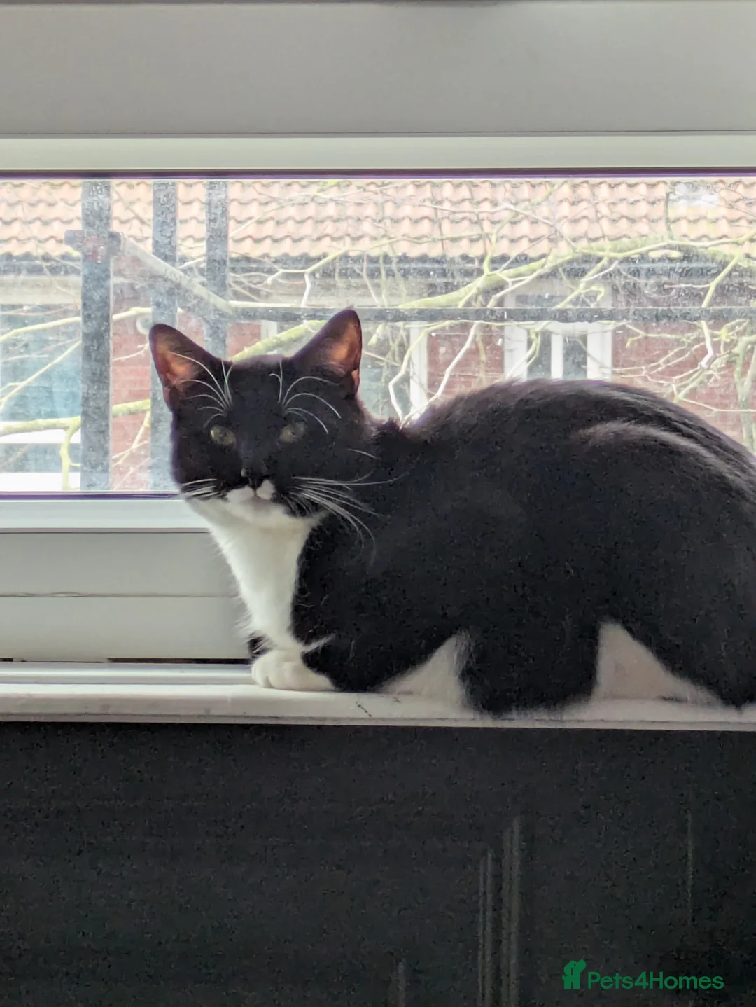 Mixed Breed cats for sale: Litter sure this weekend or through the week  - Advert 5