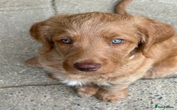 Labradoodle dogs for sale: Rudi Red  - Image 4