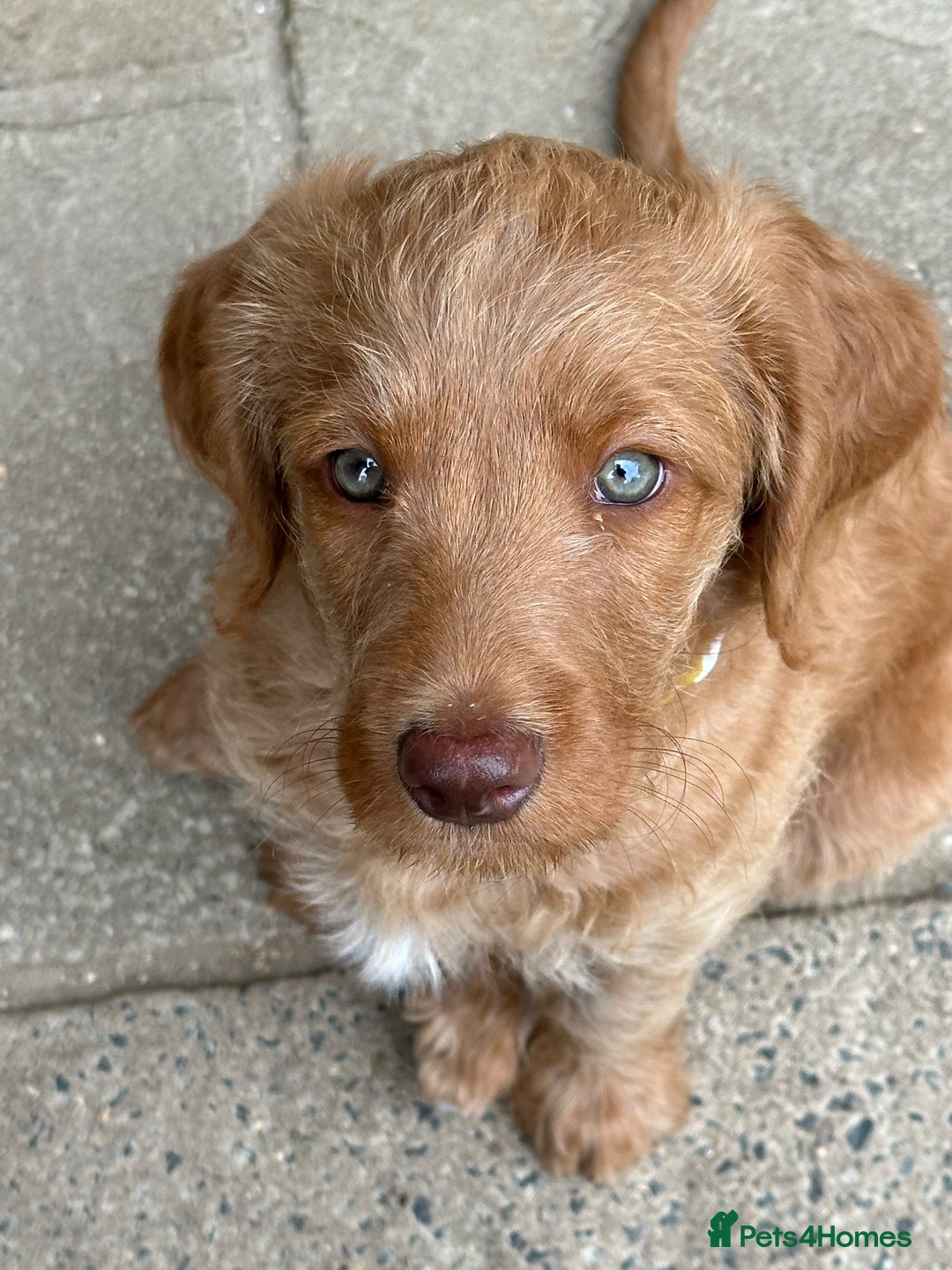 Labradoodle dogs for sale: Rudi Red  - Image 4