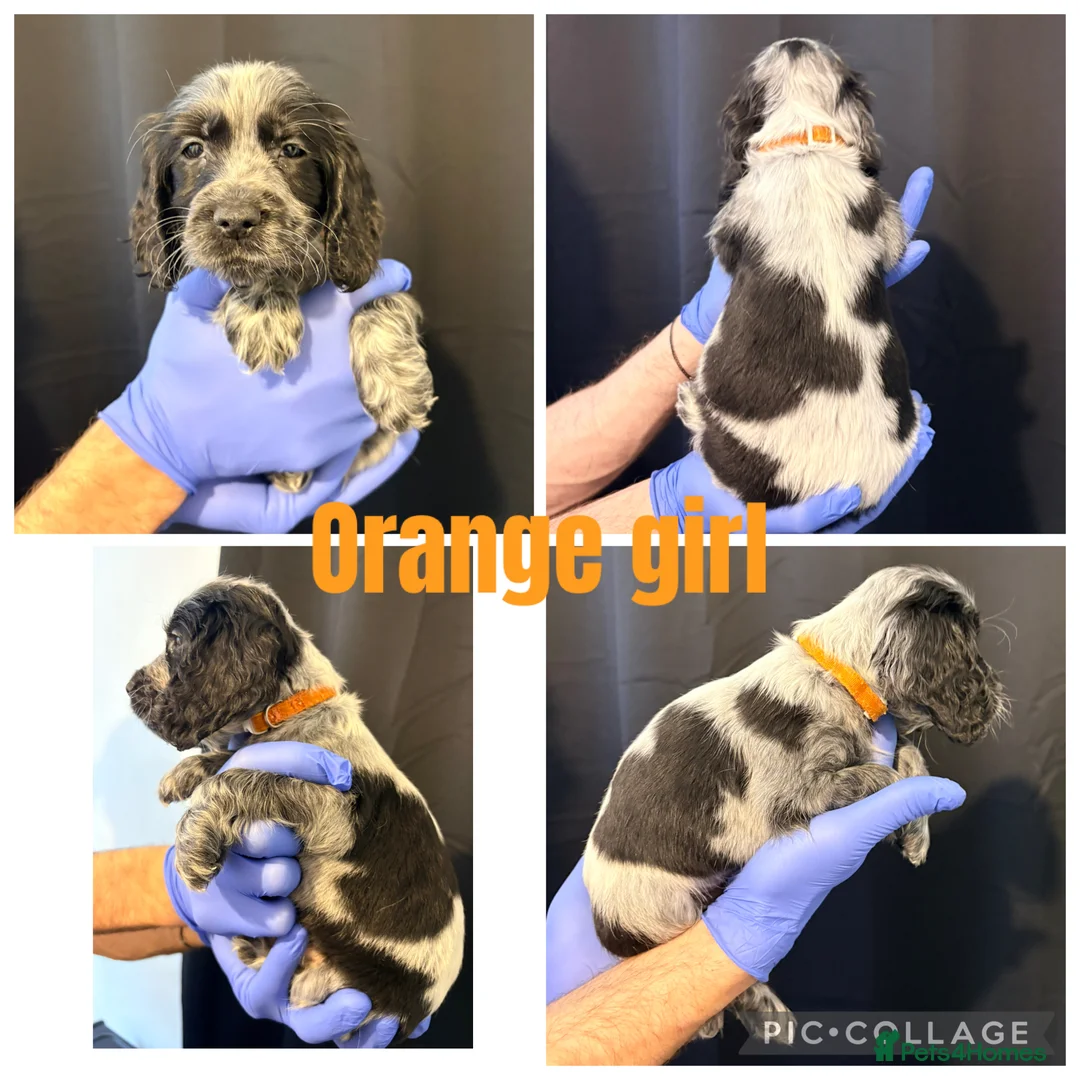 Cocker Spaniel dogs for sale: 4 beautiful girls left - Advert 2