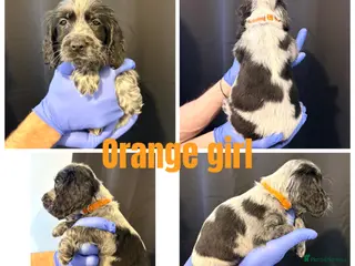 Cocker Spaniel dogs Last 2 cocker spaniel girls ready now! - Advert 16