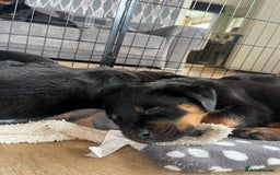 Rottweiler dogs for sale: X1 female rottweiler puppy left! 8 weeks old today in Evesham - Image 11