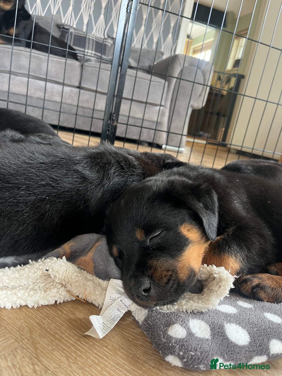 Rottweiler dogs for sale: X1 female rottweiler puppy left! 8 weeks old today in Evesham - Image 11