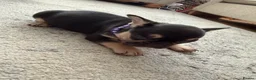 French Bulldog dogs for sale: 3 Gorgeous French Bulldog puppies  - Advert 4
