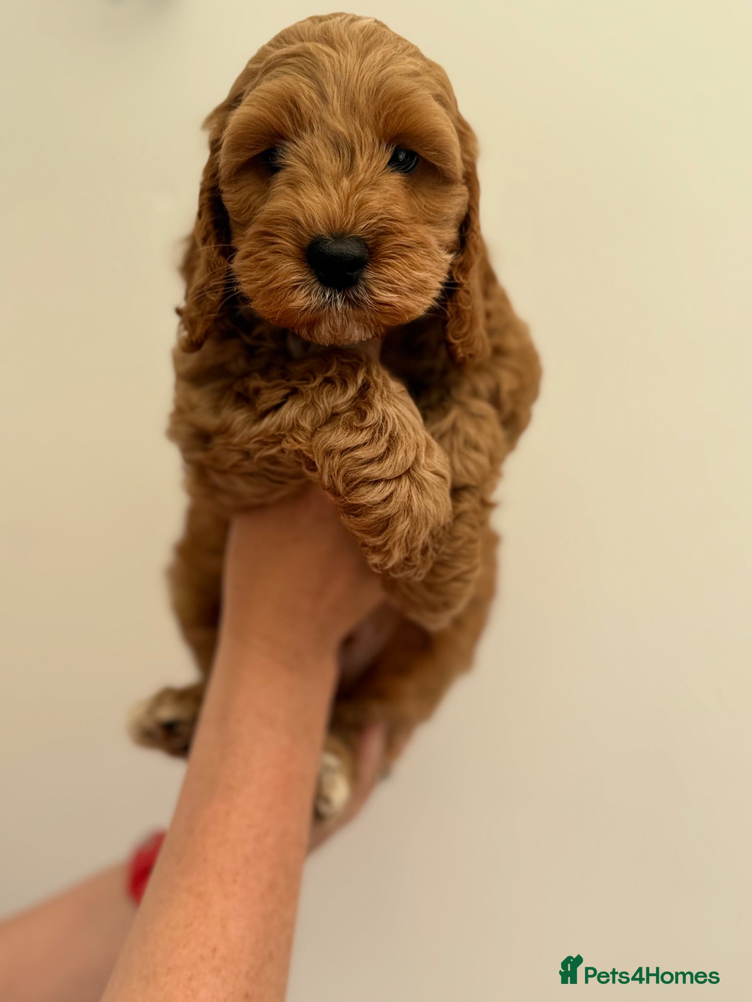 Cockapoo dogs F1 cockapoo puppies READY THIS SATURDAY  - Advert 3